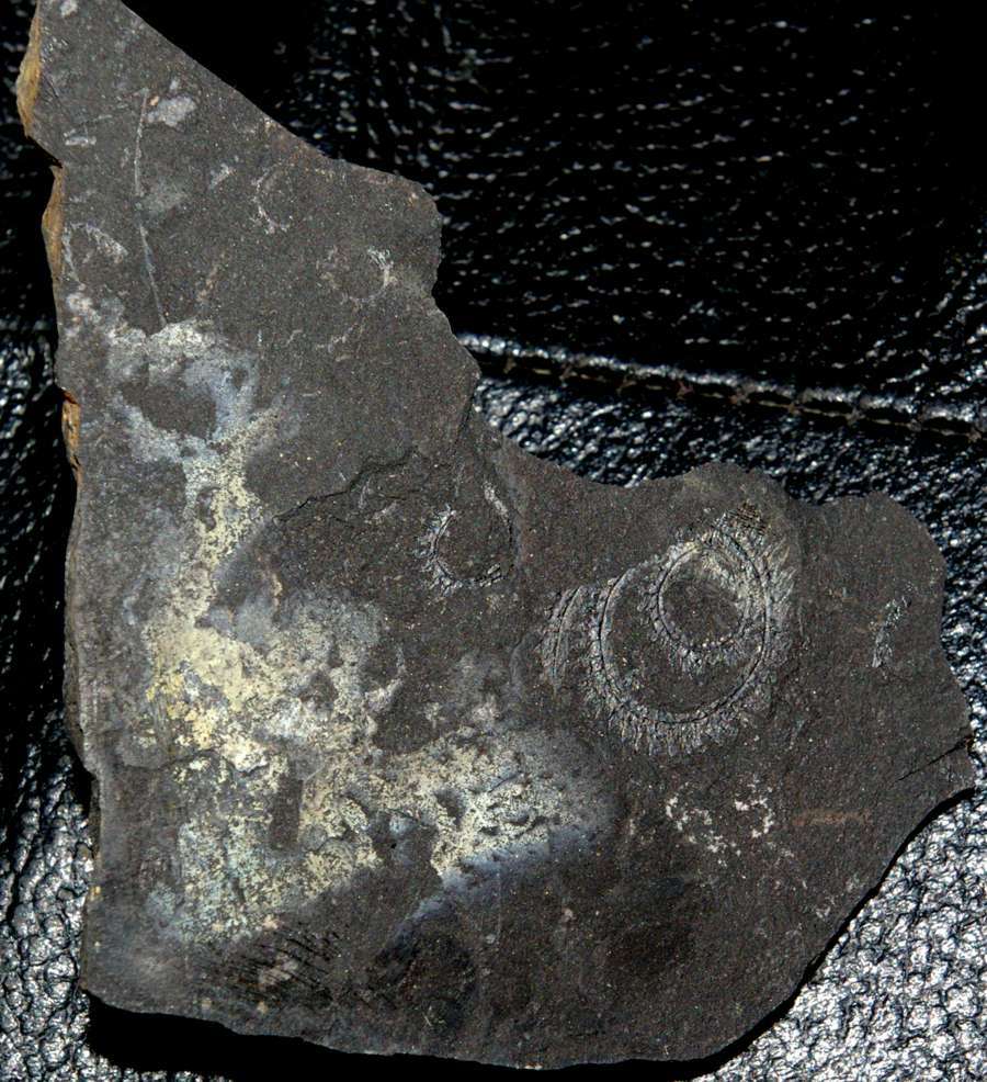 Spirograptus  