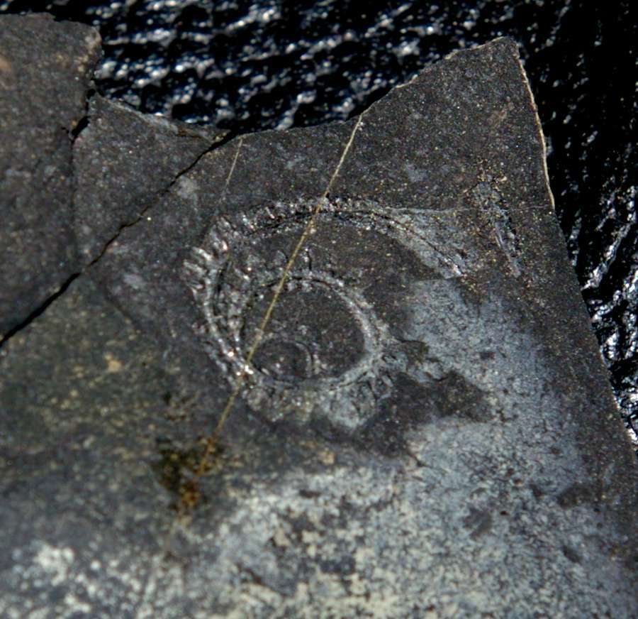 Spiral Graptolite  