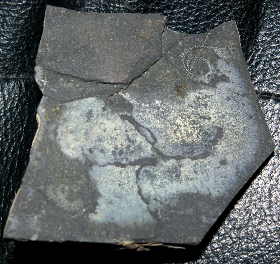 Spirograptus  