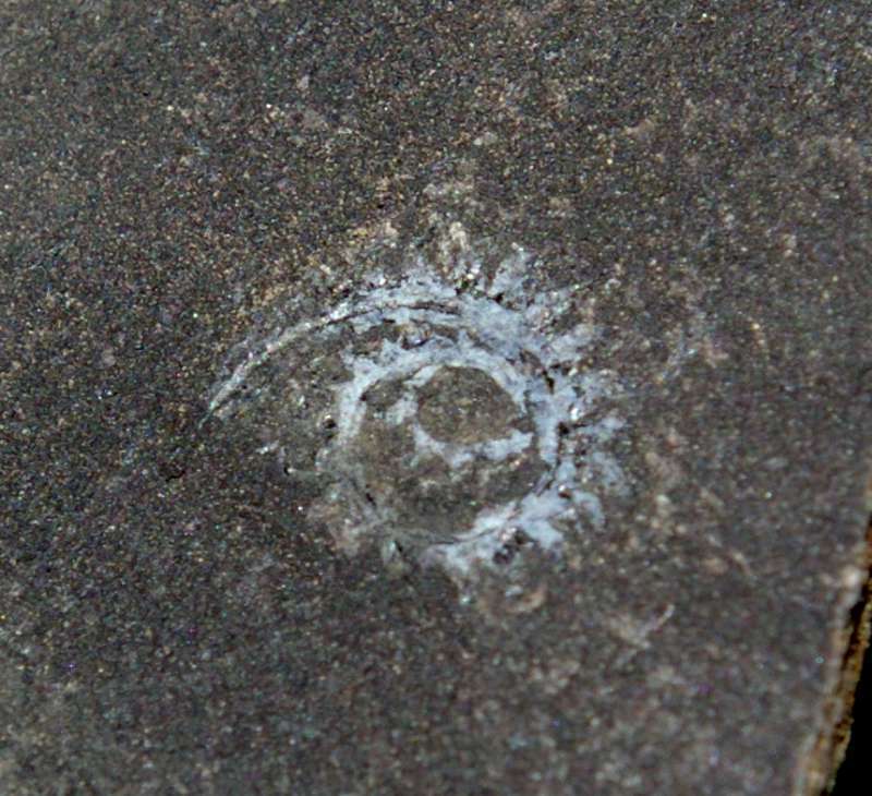 Spiral Graptolite  