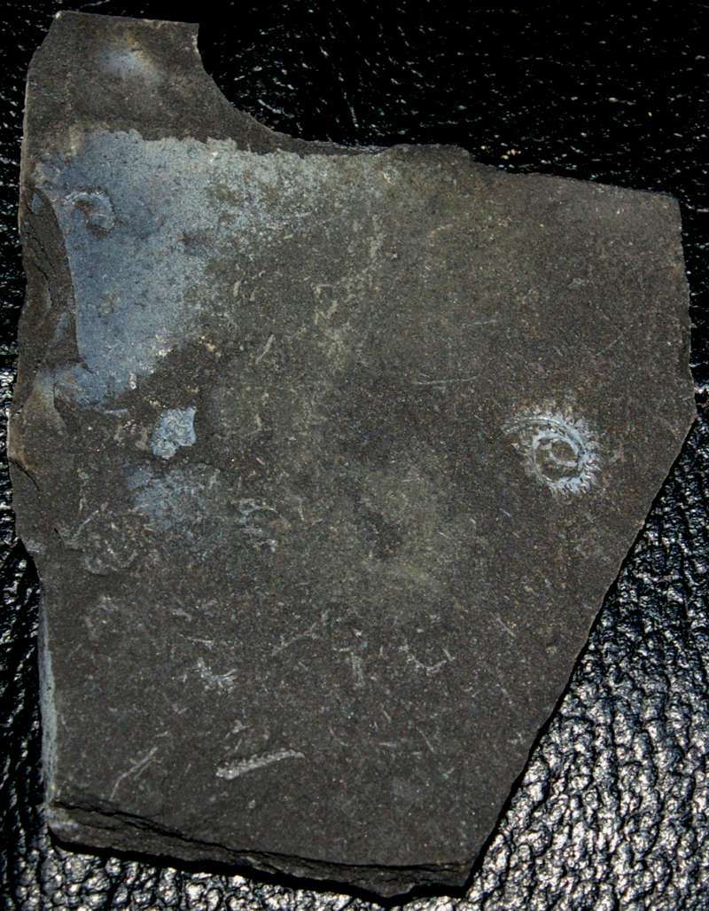 Spirograptus  