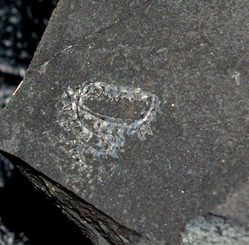 Spirograptus minor  