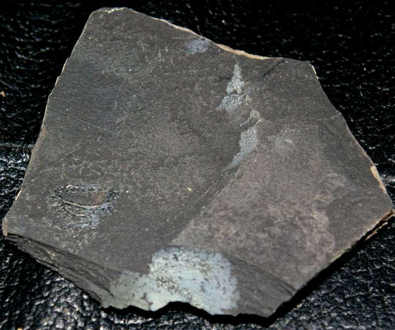Spirograptus  