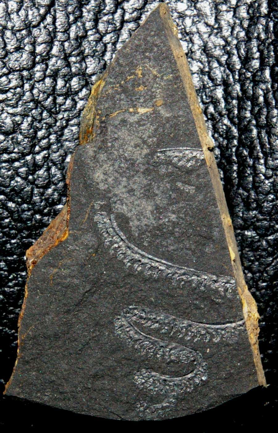 Spiral Graptolite  