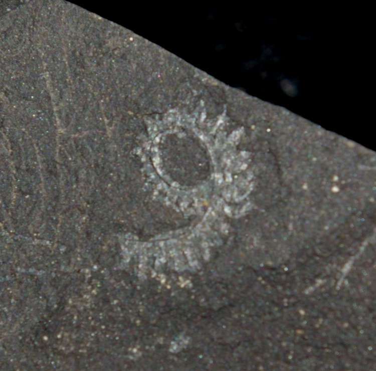 Spiral Graptolite  