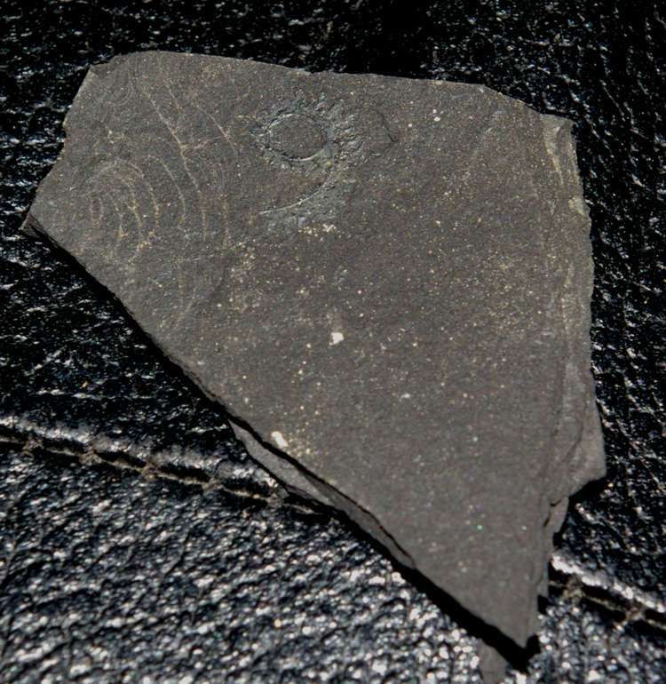 Spirograptus  