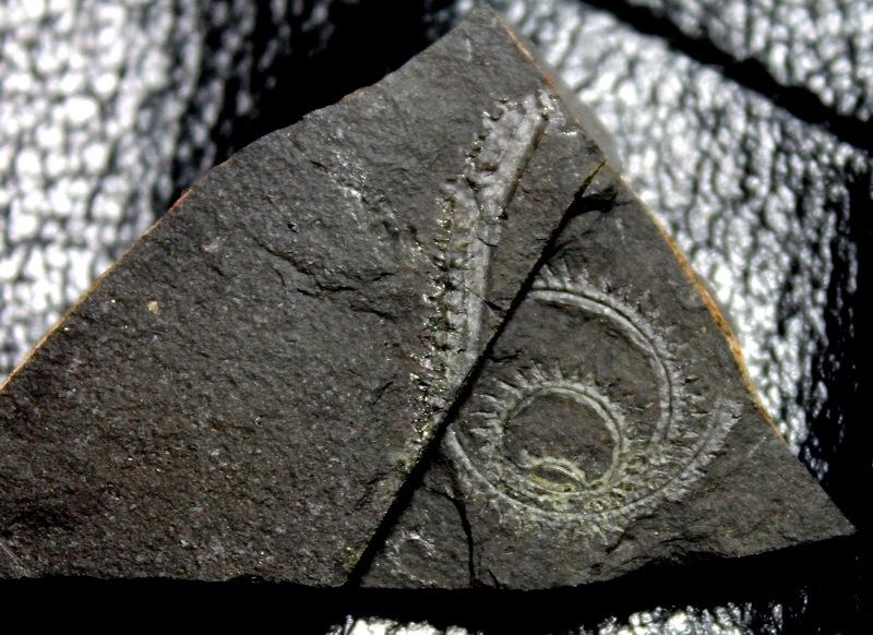 Silurian Spiral Graptolite