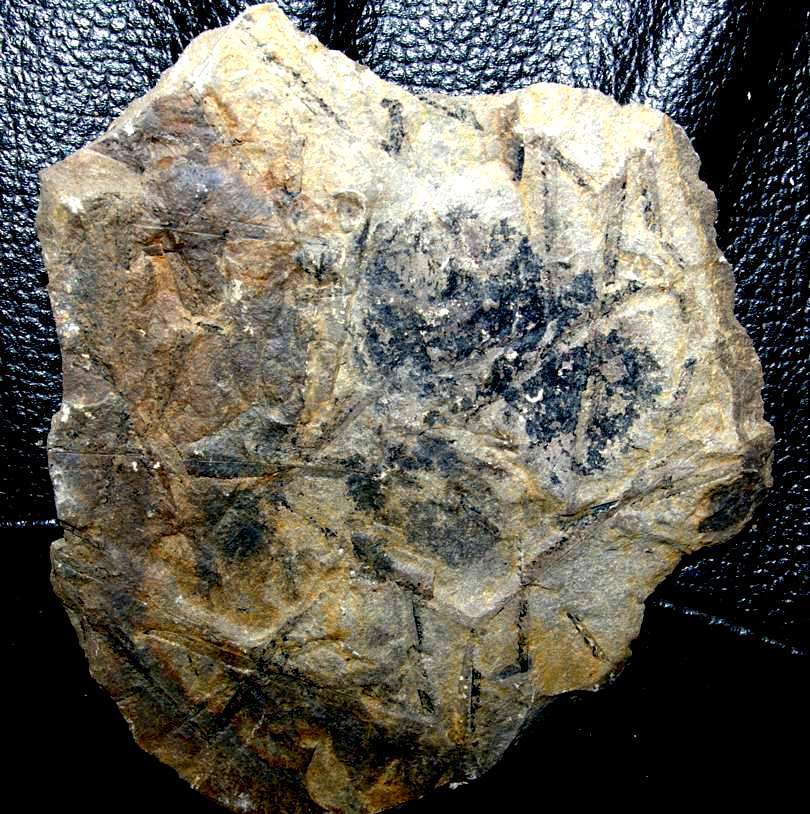 Fossil graptolites