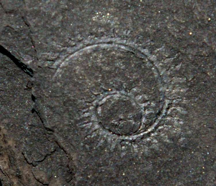 Oktavites spiralis  