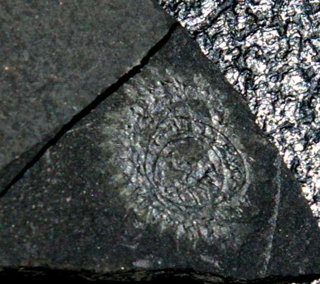 Spiral Graptolite  