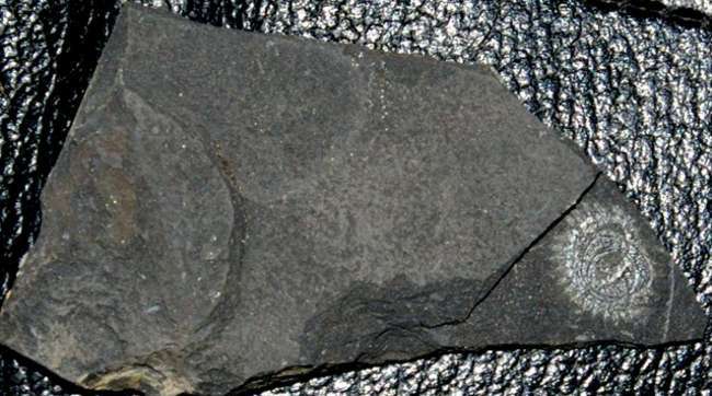 Spirograptus  