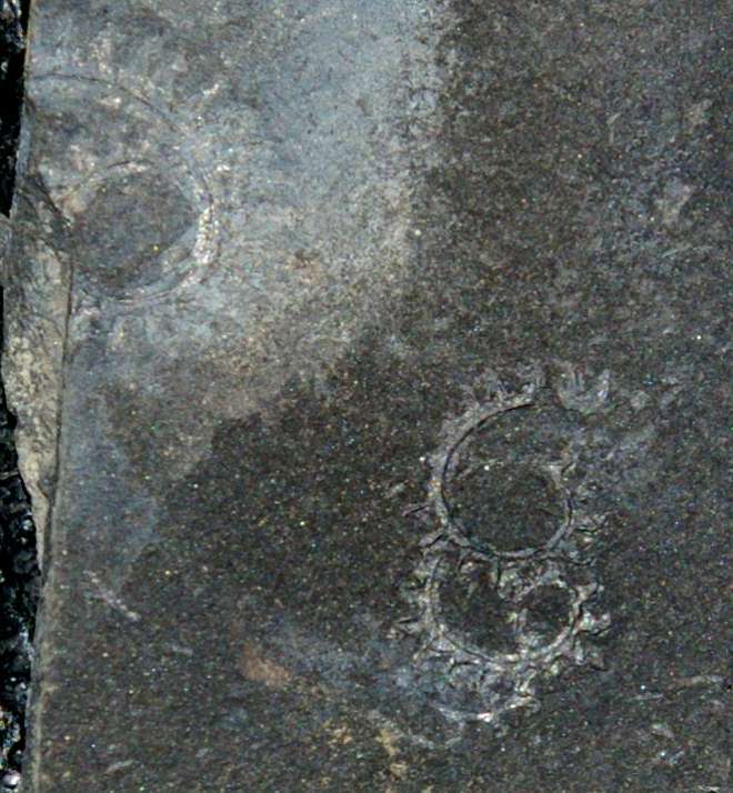 Spiral Graptolite  