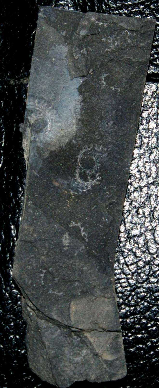 Spirograptus  