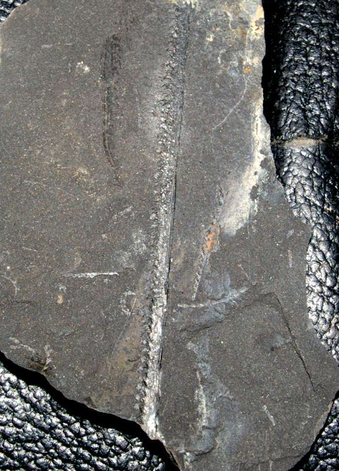 Monograptus graptolite  