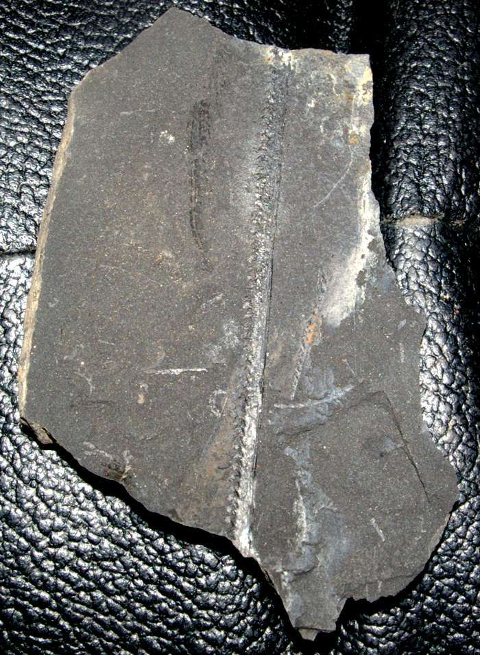 Monograptus graptolite  