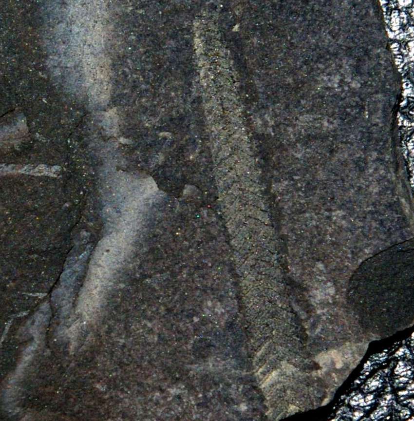 Diplograptus graptolite  