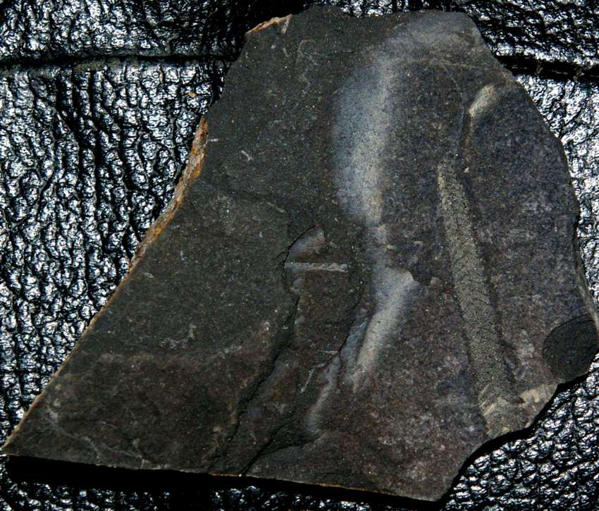 Retiolites geinitzianus   