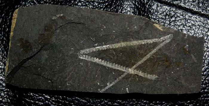  fossils groptolite  