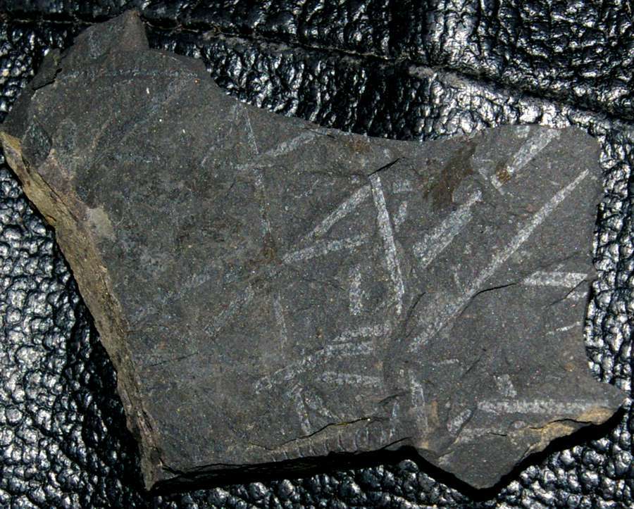  fossils groptolites  