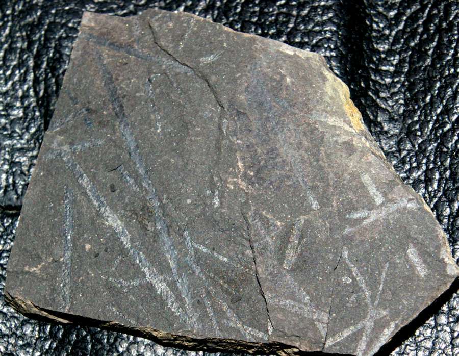  fossils groptolites  