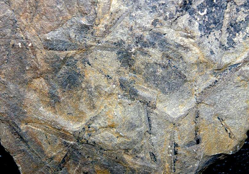 Fossil graptolites