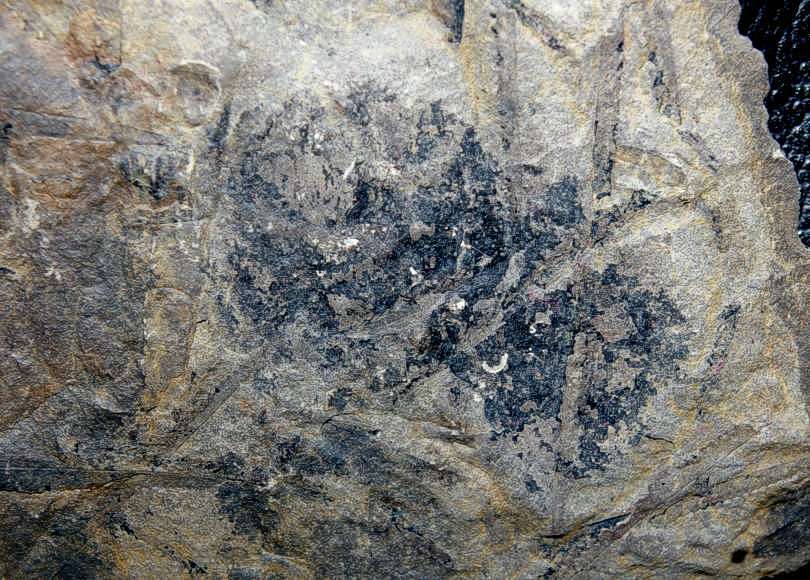 Fossil graptolites