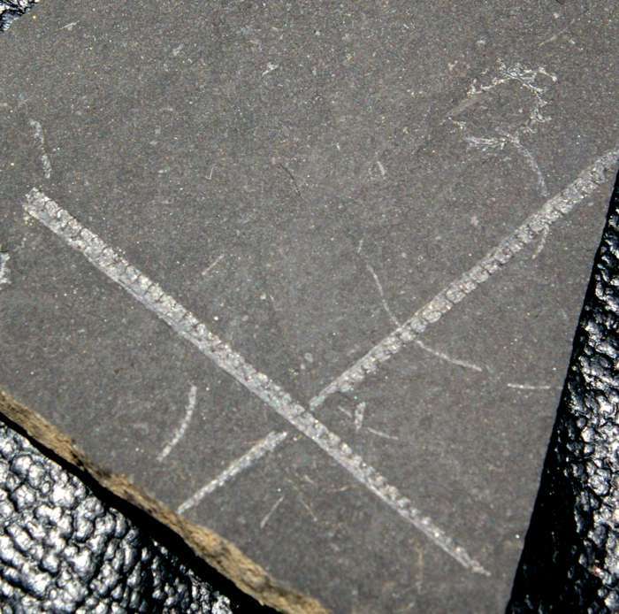  fossils groptolites  