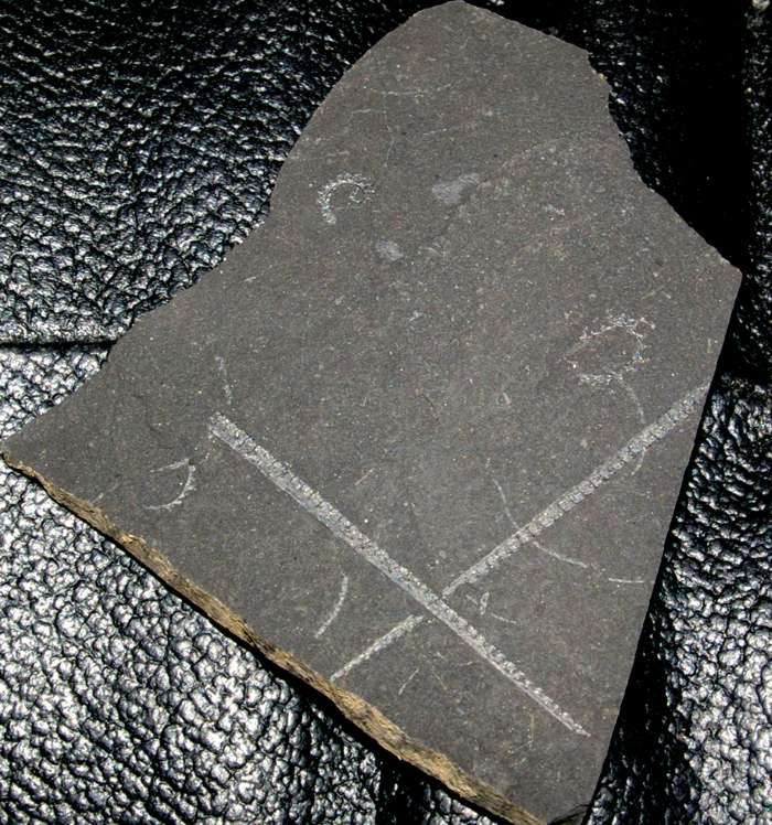  fossils groptolites  