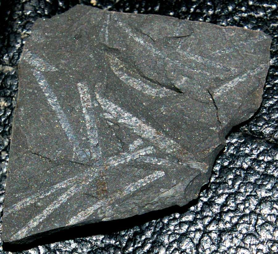  fossils groptolites  