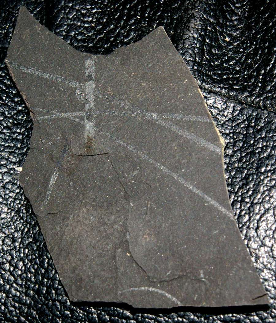  fossils groptolites  