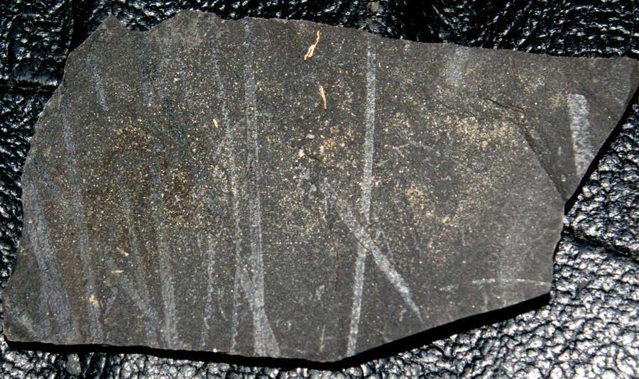  fossils groptolites  