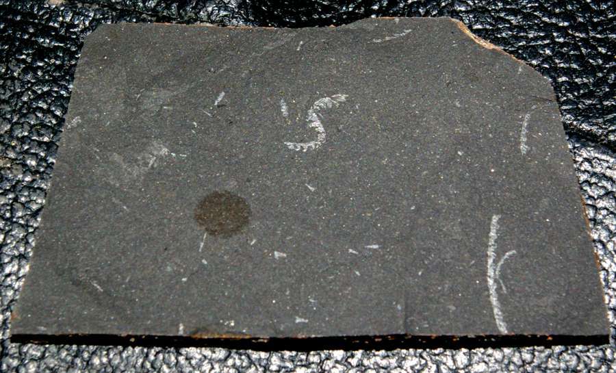  fossils groptolites  