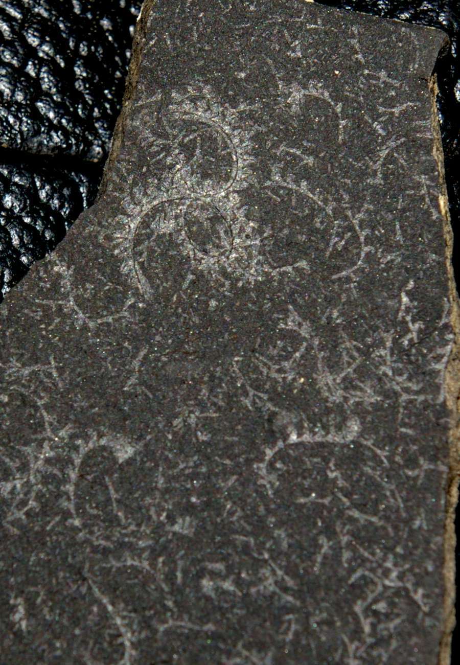  fossils groptolites  