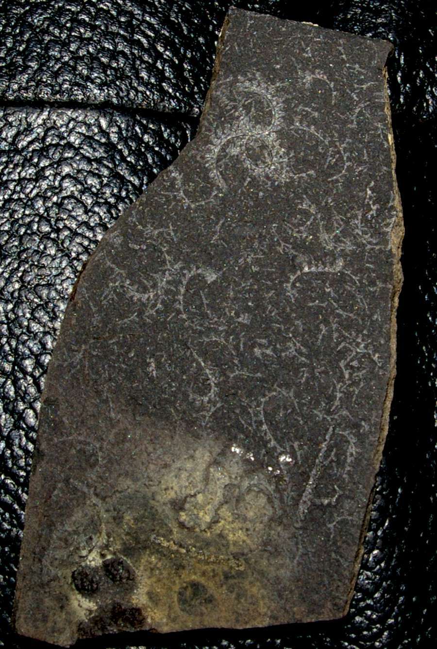  fossils groptolites  