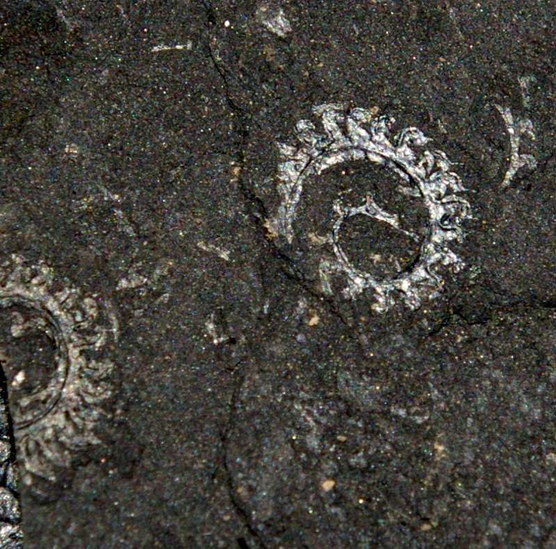  fossils groptolites  