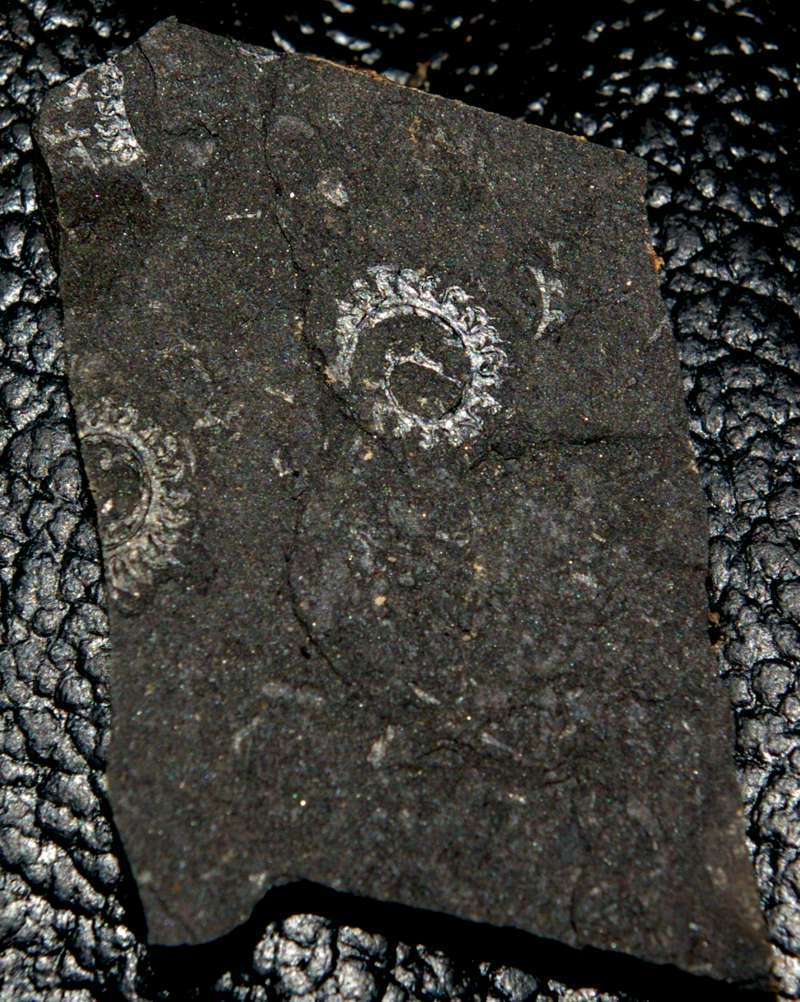  fossils groptolites  