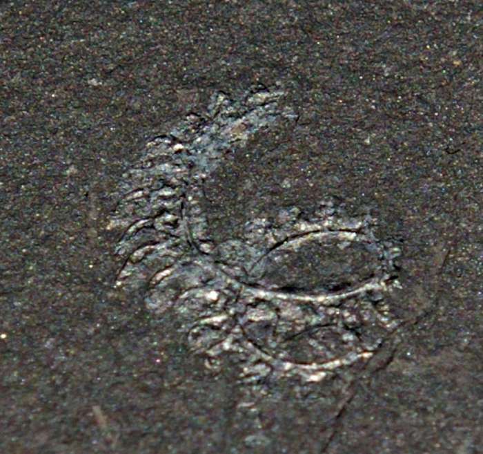  fossils groptolites  