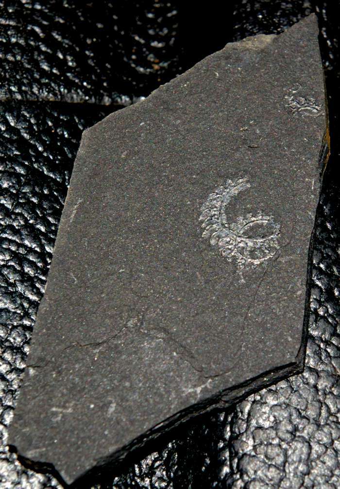  fossils groptolites  