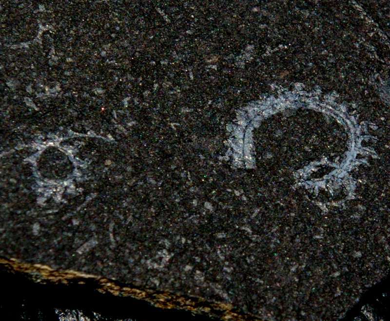  fossils groptolites  
