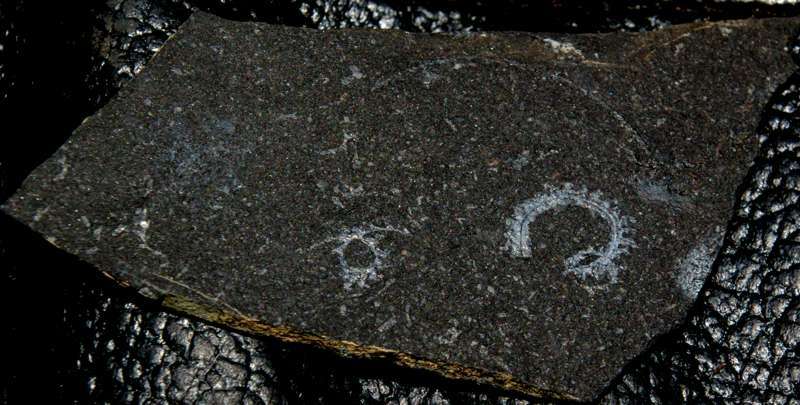  fossils groptolites  