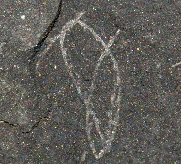  fossils groptolites  
