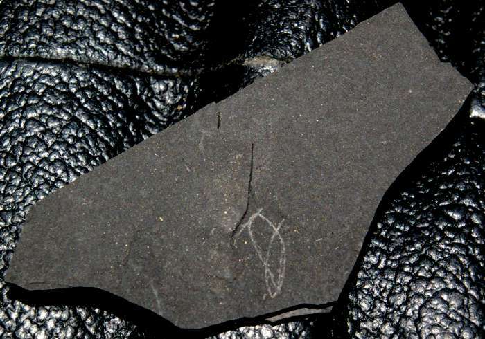  fossils groptolites  