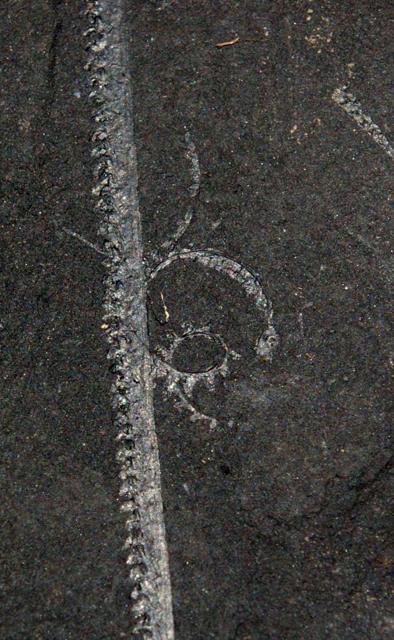 Monograptus