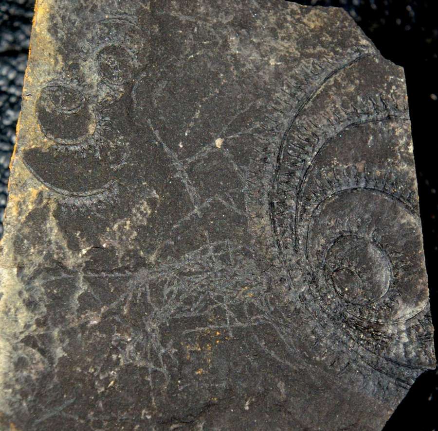  fossils groptolites  