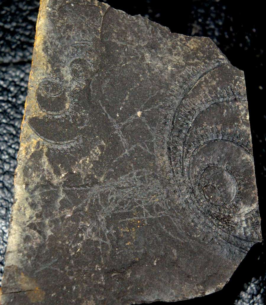  fossils groptolites  