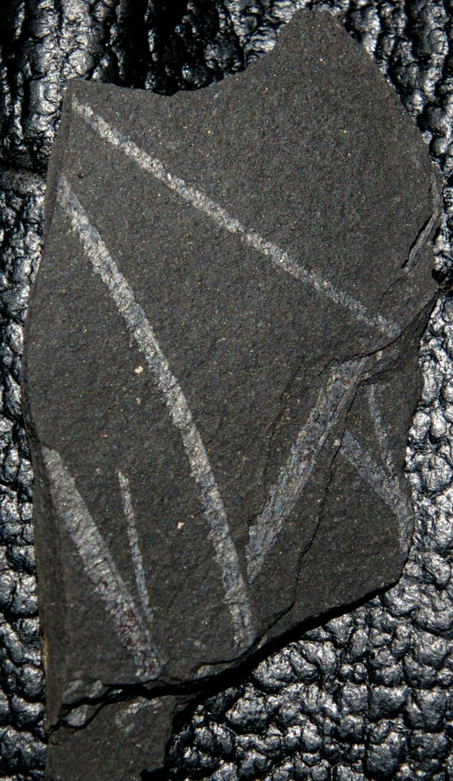  fossils groptolites  