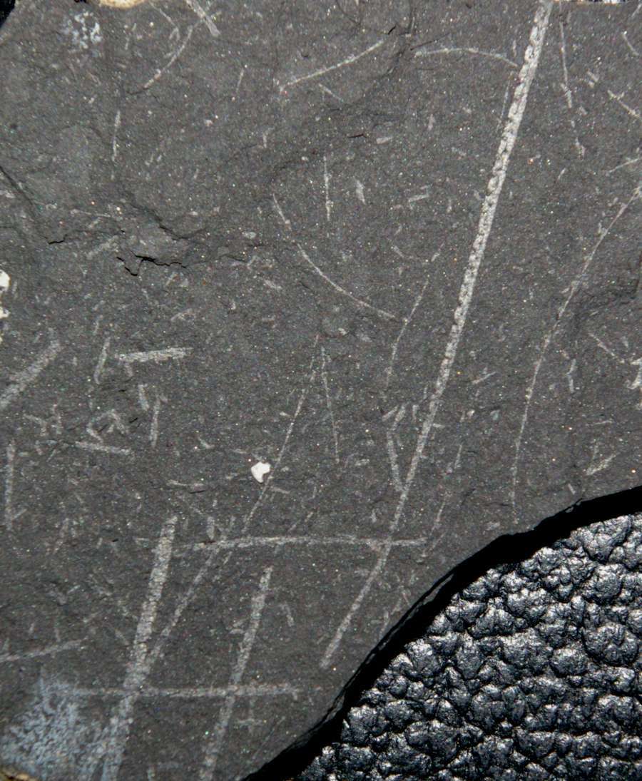 fossils groptolites  
