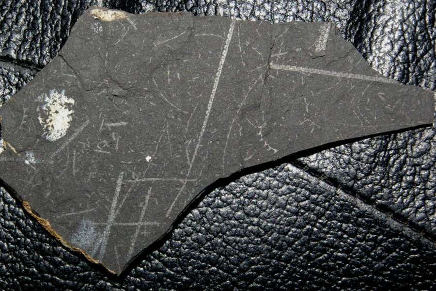  fossil groptolite  