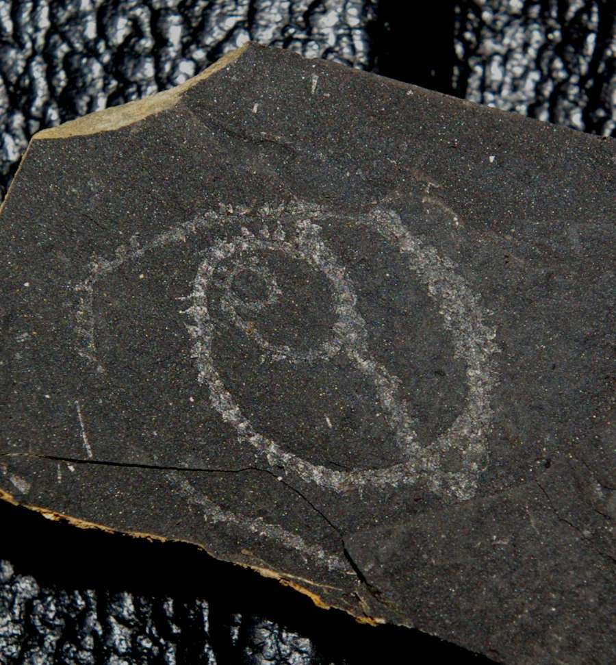  fossils groptolites  