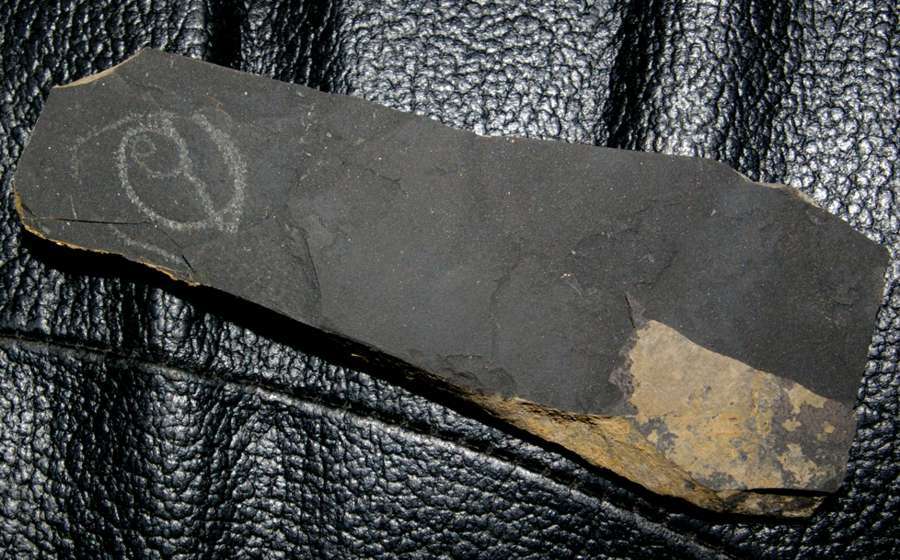  fossil groptolite  